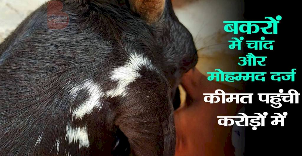 बकरों में चांद और मोहम्मद दर्ज, कीमत पहुंची करोड़ों में