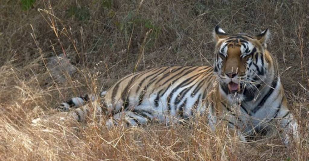 कैसे हुई पन्ना की रानी की मौत, नहीं हो सका खुलासा