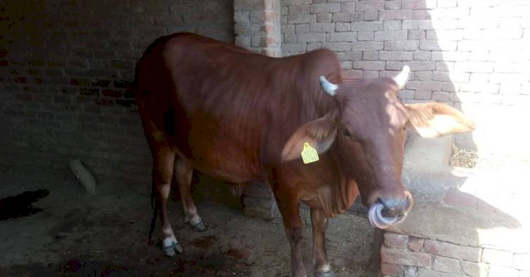 छत पर चढ़ी गाय, नीचे कूदी तो ले ली किसान की जान