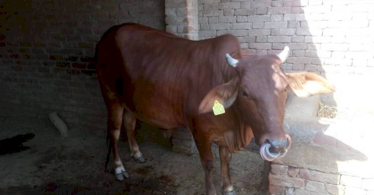 छत पर चढ़ी गाय, नीचे कूदी तो ले ली किसान की जान