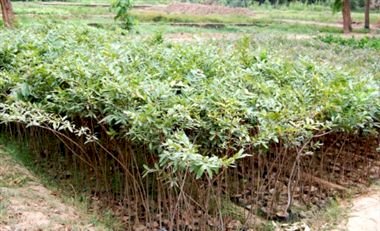 बुंदेलखंड में हरियाली को बढ़ावा देने के लिए 12 नर्सरी में तैयार हो रहे हैं साढ़े 44 लाख पौधे