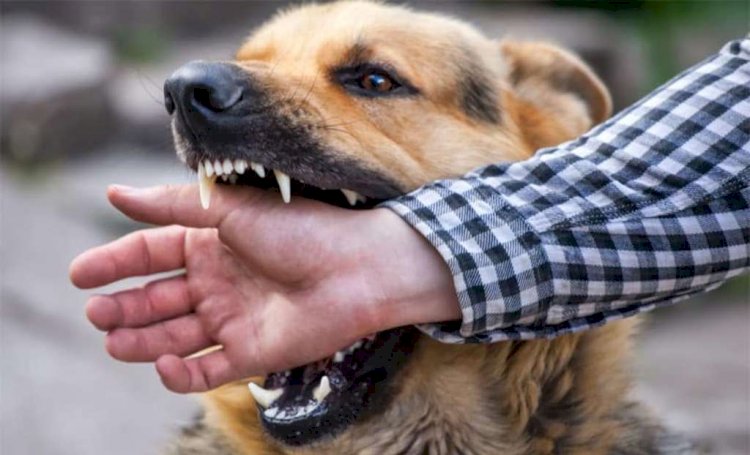 बाँदा : कुत्ते के काटने का मामला हाईकोर्ट पहुंचा कोर्ट ने दिया स्थगनादेश
