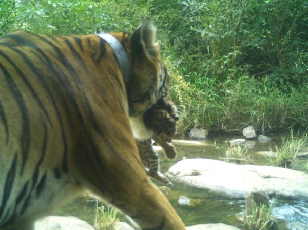 पन्ना टाइगर रिज़र्व में 4 नन्हें मेहमान आए, प्रबंधन ने बाघों को लेकर किया बड़ा दावा
