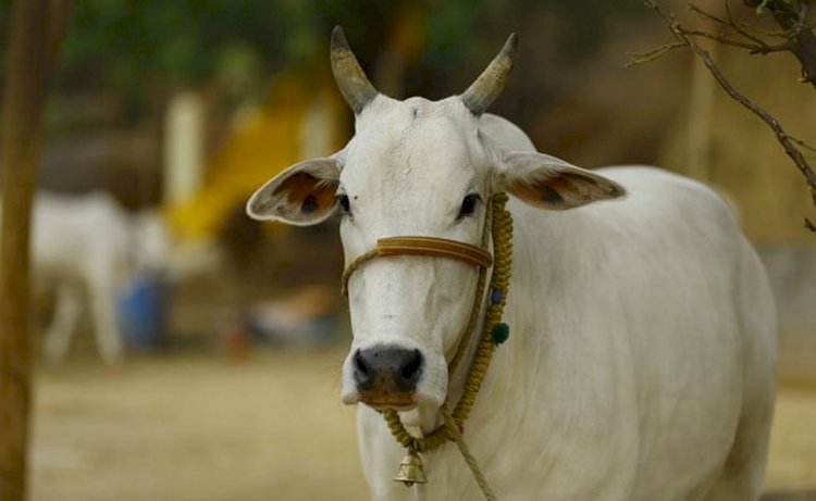 बाँदा: हिंसक गायों को पकड़ने के लिए बुलाई गई डार्ट गन एवं विशेषज्ञों की टीम