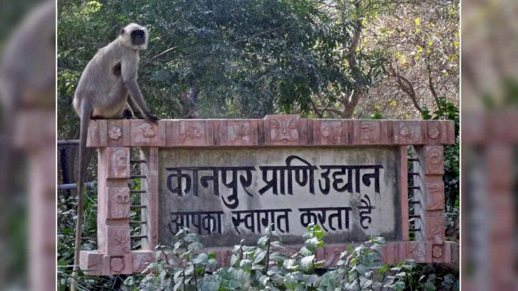वैलेंटाइन-डे से 2 दिन पहले खुला कानपुर प्राणी उद्यान, 650 दर्शकों ने लिया आनंद