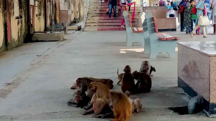 बंदरों पर नियंत्रण के लिए चारबाग रेलवे स्टेशन पर तैनात किए गए 'मंकी होल्डर'