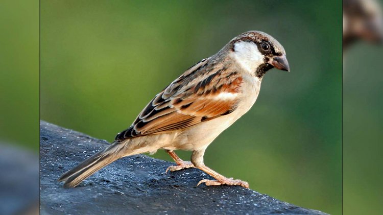 विश्व गौरैया दिवस : शहर के हर मकान में चिड़ियों का घोंसला टांगने का संकल्प