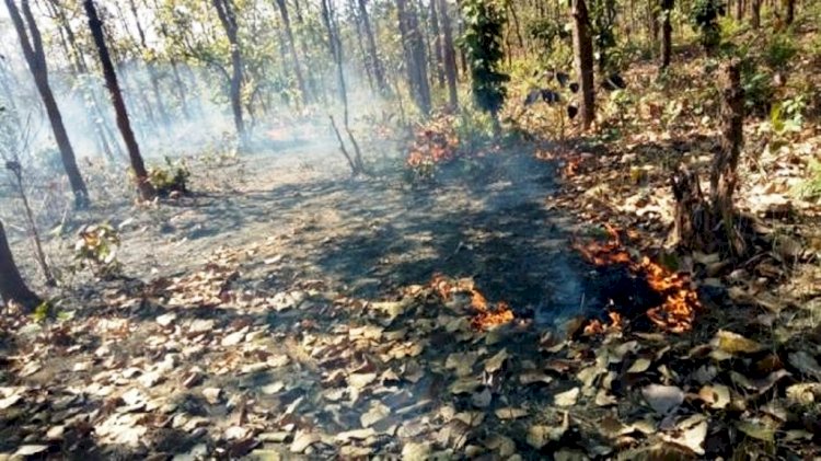 चित्रकूट के जंगलों में आग का तांडव जारी, बेजुबान जीव जंतु जलकर हो रहे ख़ाक