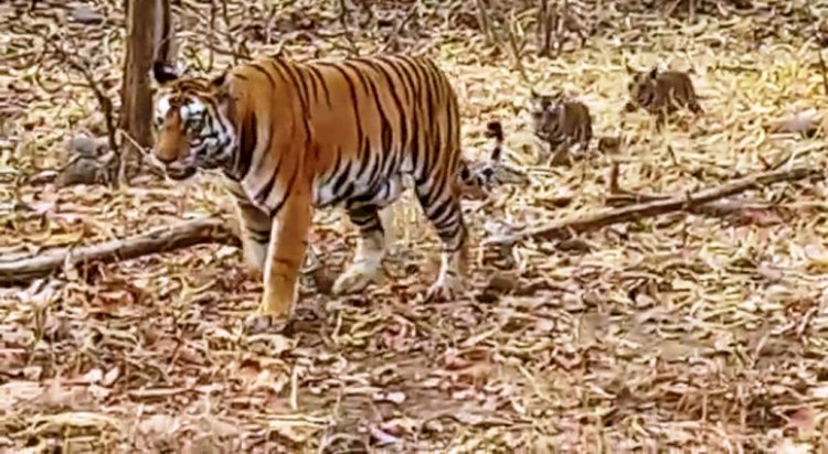 अद्भुत : अनाथ हो चुके चार शावकों की परवरिश कर रहा है नर बाघ