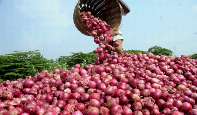 प्याज की खुदाई व भण्डारण से संबन्धित महत्वपूर्ण बातो को जानिए