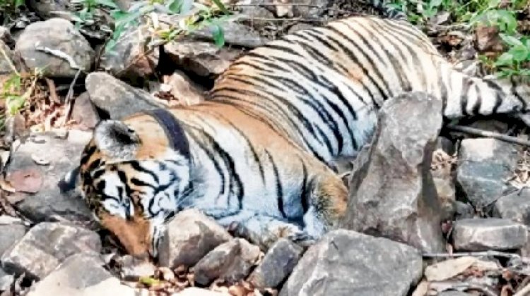 पन्ना टाइगर रिजर्व की युवा बाघिन मौत से अनाथ हुए उसके चार नन्हें शावक कहां हो गए गुम