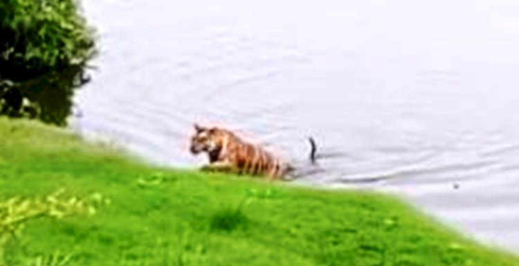 केन नदी में अठखेलियां करता नजर आया बाघ पी 141