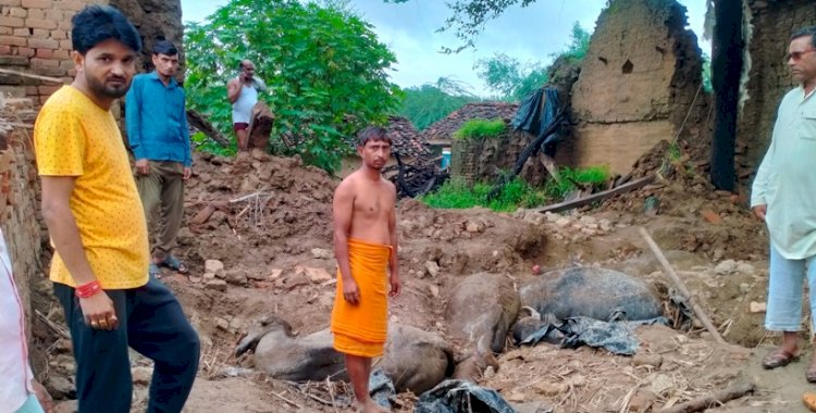 हमीरपुर : तेज बारिश से मकान गिरा, कई मेवशी की हुई मौत