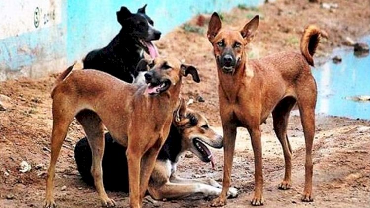 हमीरपुर : आवारा कुत्ते हुए आदमखोर, एक सप्ताह में 16 बकरियाें को बनाया निवाला