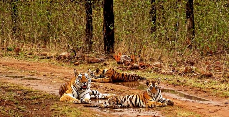 पन्ना टाइगर रिजर्व में विचरण करने वाले आधा सैकड़ा टाइगर, अब रहेंगे ड्रोन कैमरे से की निगरानी में