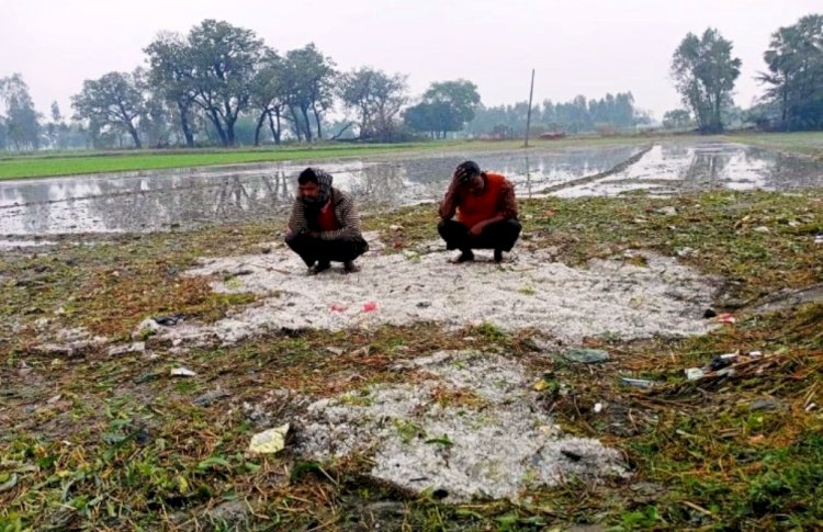 हमीरपुर : साढ़े चार हजार हेक्टेयर में 16 करोड़ का नुकसान
