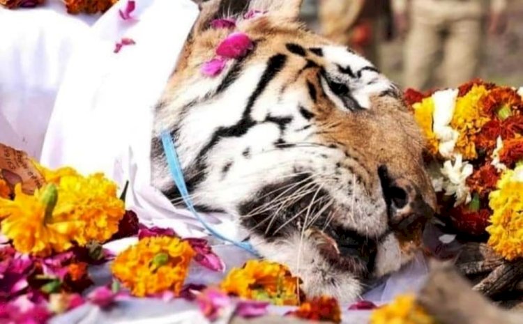 29 शावकों को जन्म देने वाली सुपर मॉम बाघिन का फूलों से सजी चिता में अंतिम संस्कार