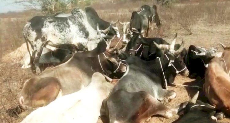 महोबा पुलिस के हाथ लगी बड़ी सफलता, 56 गौवंश सहित 9 गौ-तस्करों को दबोचा