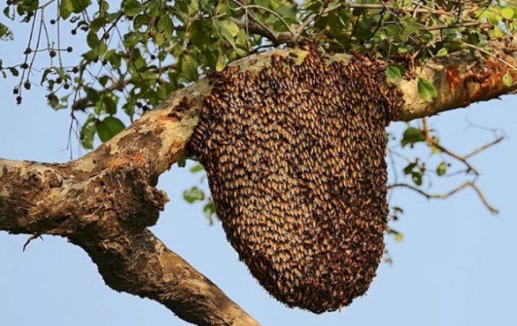 पूजा करने गई महिलाओं और बच्चों पर मधुमक्खियों ने किया हमला आधा दर्जन जख्मी
