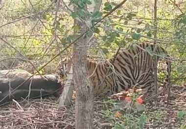 अब राह चलते नजर आ रहें है, पन्ना टाइगर रिजर्व के बाघ, आप भी करें दीदार 