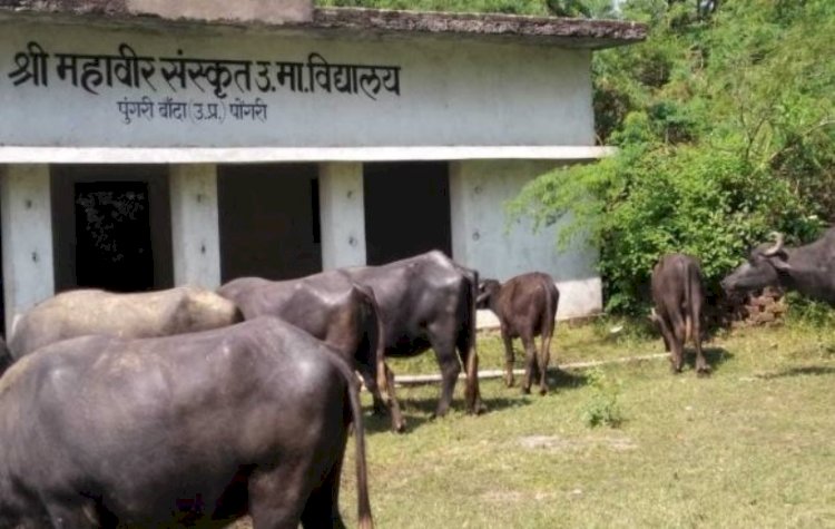 एक ऐसा संस्कृत विद्यालय, जहां से शिक्षक-छात्र नदारद, भैंसों का डेरा