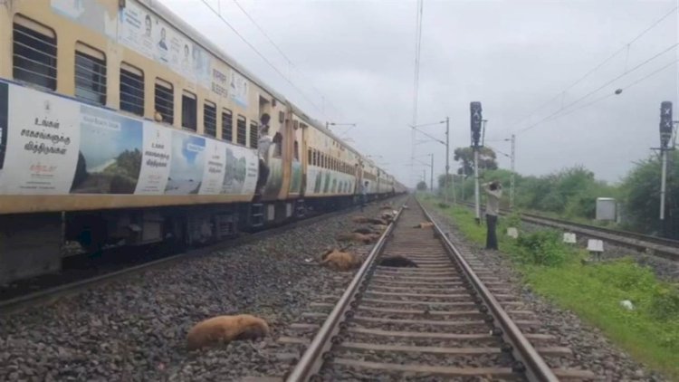 ट्रेन के सामने आ गया भेड़ों का झुंड, रेलवे ट्रेक पर 50 से ज्यादा भेड़ों की कटकर मौत