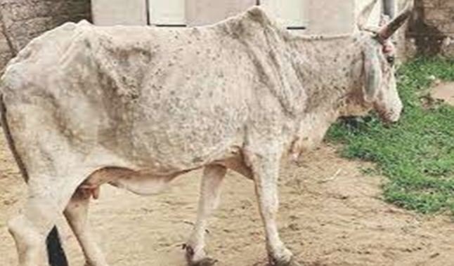 हमीरपुर : एक पशुपालक की गाय में मिले लंपी जैसे लक्षण