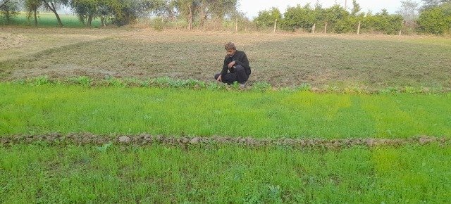 हमीरपुर में महाराष्ट्र की लाल प्याज की खेती से हजारों किसानों ने बदली तकदीर