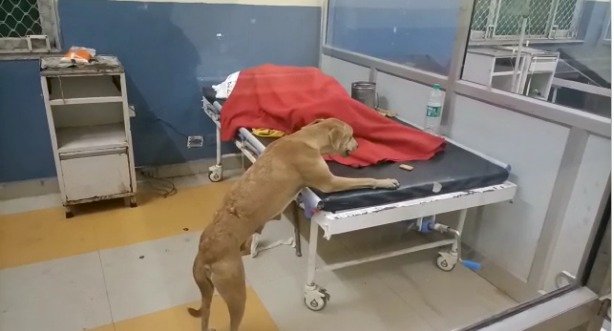 सड़कों में घूमने वाले कुत्ते व गोवंश पहुंच गए अस्पताल के ट्रामा सेंटर, मचा हडकम्प