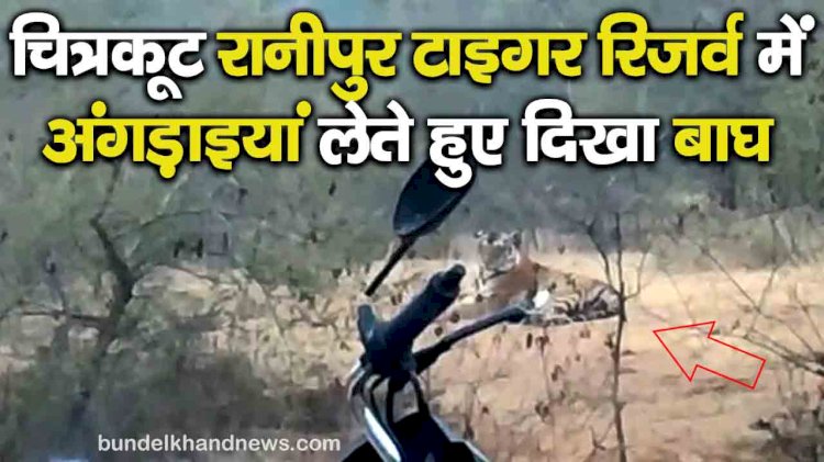 चित्रकूट रानीपुर टाइगर रिजर्व में अंगड़ाइयां लेते हुए दिखा बाघ