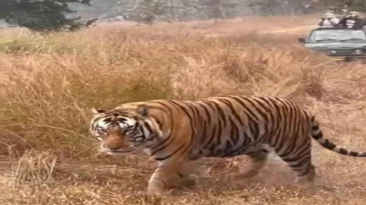 पन्ना टाइगर रिजर्व को आबाद करने वाली 17 वर्षीय बाघिन की मौत,कंकाल मिला
