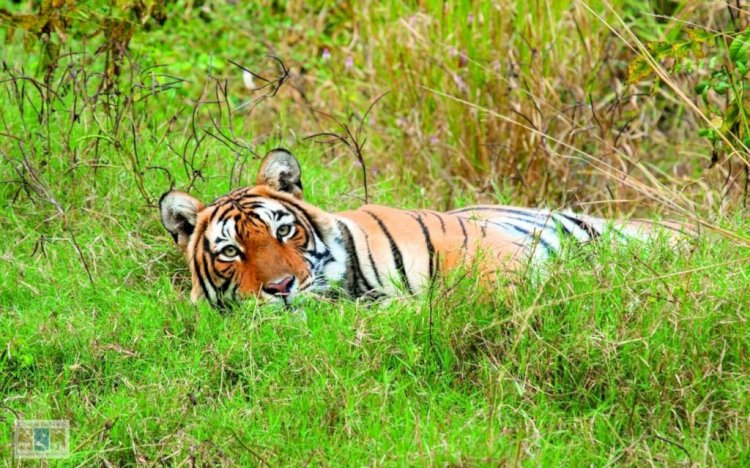 बच्चे को बचाने के लिए बाघ से भिड गया ये साहसी किसान, हुआ लहूलुहान