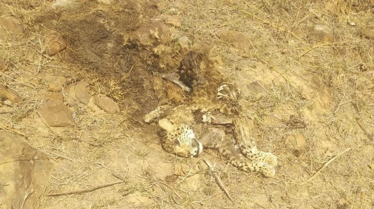 जंगल में मृत पडा तेंदुआ, कंकाल में हो चुका तब्दील,वन विभाग इस बात से बेखबर