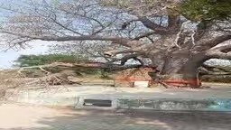 बुन्देलखण्ड का 1500 साल पुराना दुर्लभ कल्पवृक्ष संकट में, एक हिस्सा टूटकर गिरा
