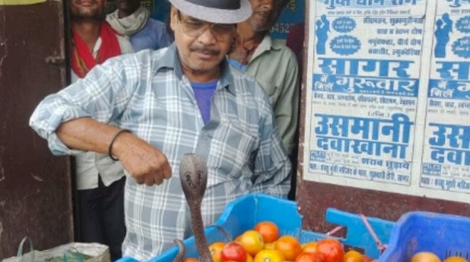 टमाटर की कैरेट में बैठकर ढाई फीट लंबी नागिन, जब पहुंची सब्जी मंडी
