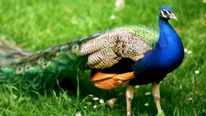 बांदाः मीट खाने के चक्कर में इन तीन दोस्तों ने राष्ट्रीय पक्षी मोर का शिकार कर डाला 