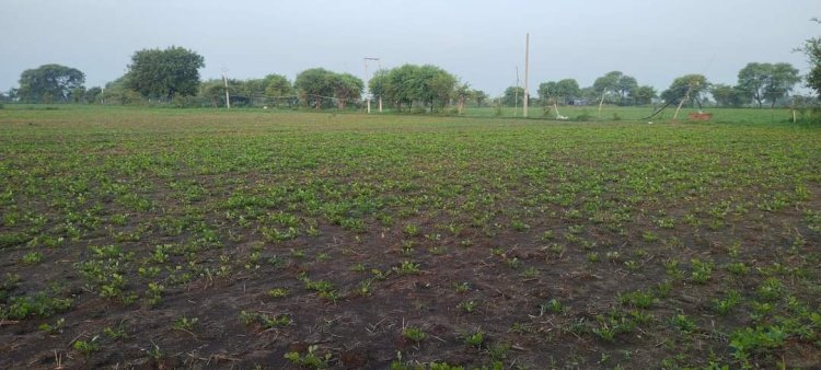 मौसम का मिज़ाज किसानों के खिलाफ, नहीं दिख रही बारिश की उम्मीद