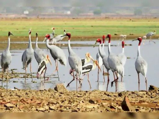 सारस पक्षी के प्राकृतिक आवास के संरक्षण का मामला, सुप्रीम कोर्ट में अधिवक्ता सीमा पटनाहा ने केन्द्र तक पहुंचाया