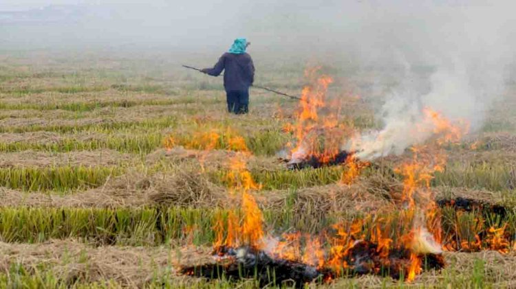 जिले में थम नहीं रही है पराली जलाने की घटनाएं, 22 किसानों को जुर्माना