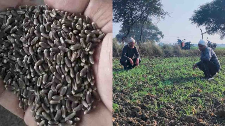 बुन्देलखंड में काला गेहूं की खेती से किसानों की बदलेगी तकदीर