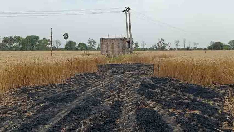 हमीरपुर में आग से आठ बीघे की गेहूं की फसल खाक